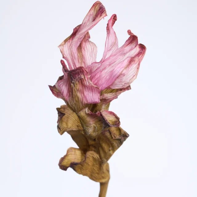 Dead Flower