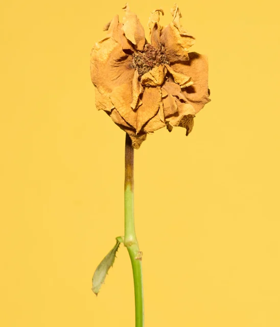 Dead Flower